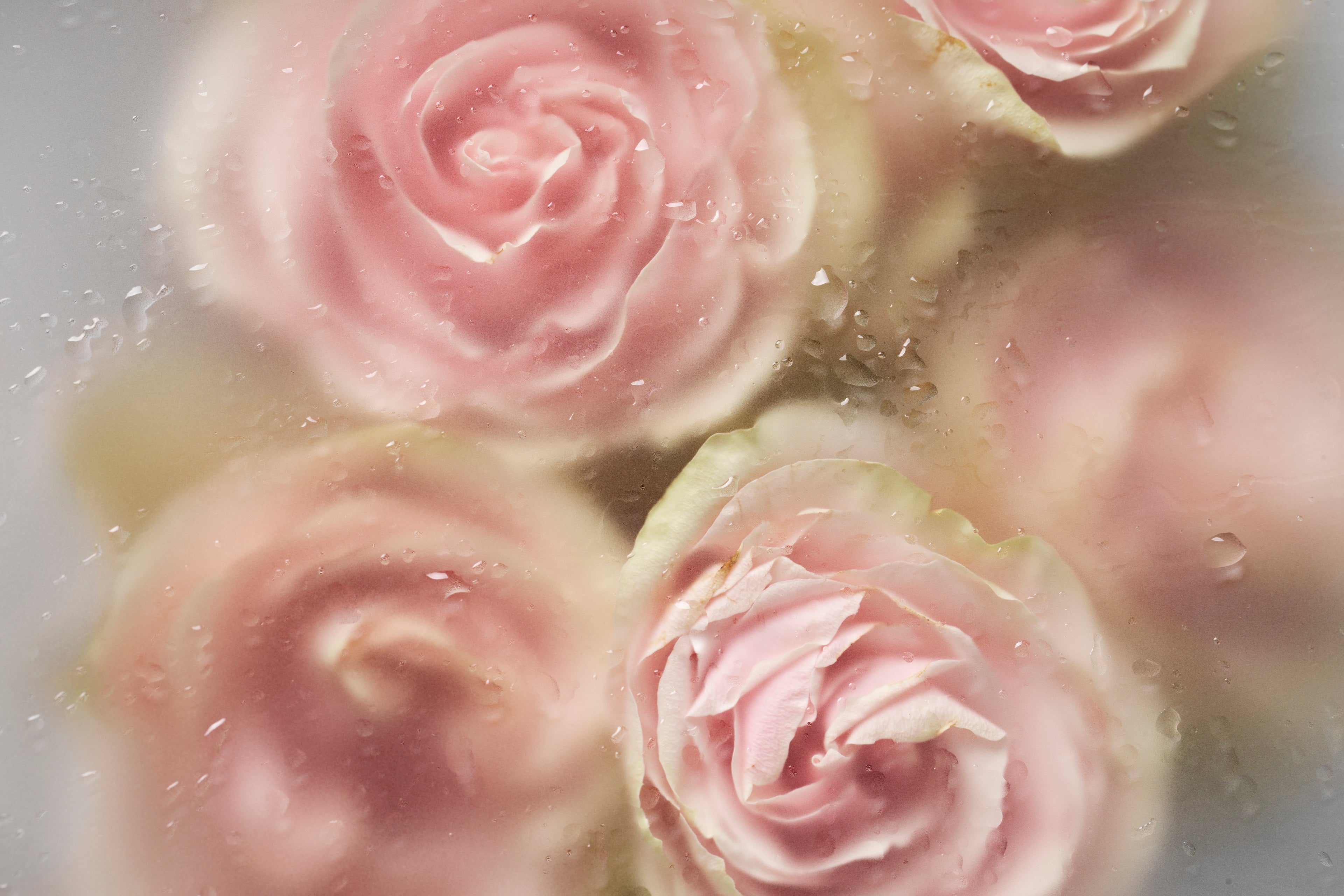 Rose Fox-狐狸玫瑰 沐浴露 3件組