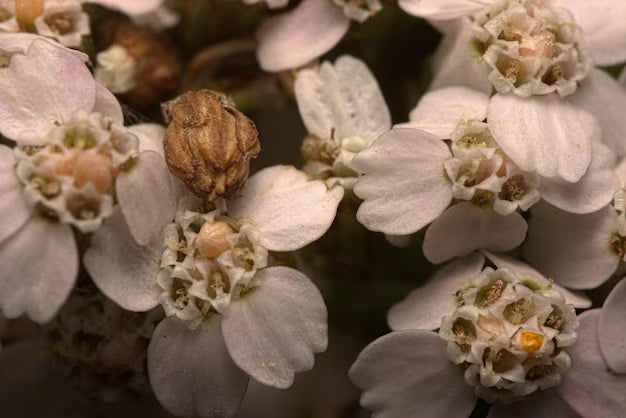 Rose Fox-狐狸玫瑰 沐浴露 3件組